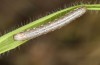 Thalpophila vitalba: Jungraupe (Spanien, Sierra de Gredos, Mitte Oktober 2021) [S]