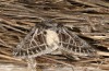 Thalpophila vitalba: Falter (e.l. Spanien, Sierra de Gredos, Jungraupe Mitte Oktober 2021) [S]