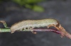 Hadena vulcanica: Larva in penultimate instar (e.l. Olympus 2012) [S]