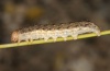 Hadena vulcanica: Larva (e.l. Olympus 2012) [S]