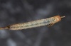 Hadena vulcanica: Half-grown larva (Olympus, early August 2012) [S]