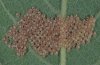 Lacanobia w-latinum: Ovae at Salix caprea (eastern Switzerland) [N]
