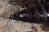 Lacanobia w-latinum: Pupa (Kremaster) [S]