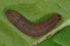 Lacanobia w-latinum: Larva [S]