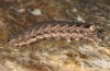 Noctua warreni: Larva (e.l. rearing, W-Cyprus, Paphos forest, larva in February 2018) [S]