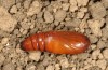 Noctua warreni: Pupa (e.l. rearing, W-Cyprus, Paphos forest, larva in late February 2018) [S]