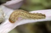 Hadena wehrlii: Half-grown larva (e.l. Northern Greece, Kastoria, July 2011) [S]