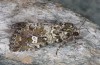 Olivenebula xanthochloris: Weibchen (e.l. Spanien, Jaen, Santiago de la Espada, Raupen Mitte November 2022) [S]