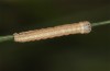 Olivenebula xanthochloris: Raupe L2 (e.l., F1, Spanien, Jaen, Santiago de la Espada, Raupen Mitte November 2022) [S]