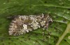 Olivenebula xanthochloris: Female (e.l. rearing, Spain, Jaen, Santiago de la Espada, larvae in mid-November 2022) [S]