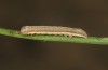 Olivenebula xanthochloris: Larva L2 (e.l., F1-breeding, Spain, Jaen, Santiago de la Espada, larvae in mid-November 2022) [S]