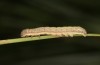 Olivenebula xanthochloris: Larva L3 (e.l., F1-breeding, Spain, Jaen, Santiago de la Espada, larvae in mid-November 2022) [S]