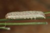 Olivenebula xanthochloris: Raupe L3 (e.l., F1, Spanien, Jaen, Santiago de la Espada, Raupen Mitte November 2022) [S]