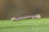 Olivenebula xanthochloris: Larva L1 (e.l., F1-breeding, Spain, Jaen, Santiago de la Espada, larvae in mid-November 2022) [S]