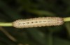 Olivenebula xanthochloris: Raupe L4 (e.l., F1, Spanien, Jaen, Santiago de la Espada, Raupen Mitte November 2022) [S]