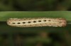 Olivenebula xanthochloris: Raupe L5 (e.l., F1, Spanien, Jaen, Santiago de la Espada, Raupen Mitte November 2022) [S]