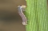 Olivenebula xanthochloris: Larva L1 (e.l., F1-breeding, Spain, Jaen, Santiago de la Espada, larvae in mid-November 2022) [S]