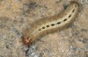 Olivenebula xanthochloris: Larva L5 (e.l., F1-breeding, Spain, Jaen, Santiago de la Espada, larvae in mid-November 2022) [S]