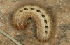 Olivenebula xanthochloris: Larva L5 (e.l., F1-breeding, Spain, Jaen, Santiago de la Espada, larvae in mid-November 2022) [S]