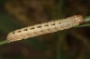 Olivenebula xanthochloris: Larva L5 (e.l. Spain, Sierra de Gredos, young larvae in mid-October 2021) [S]