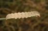 Olivenebula xanthochloris: Larva L5 (e.l. Spain, Sierra de Gredos, young larvae in mid-October 2021) [S]