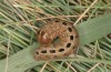 Olivenebula xanthochloris: Larva L6 (Spain, Sierra de Gredos, late March 2022) [M]