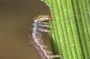 Olivenebula xanthochloris: Larva L1 (e.l., F1-breeding, Spain, Jaen, Santiago de la Espada, larvae in mid-November 2022) [S]