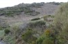 Olivenebula xanthochloris: Larvalhabitat zur Zeit der verpuppungsreifen Raupe (Spanien, Sierra de Gredos, 1500m, Ende März 2022) [N]