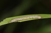 Olivenebula xanthochloris: Raupe L1 (e.l., F1, Spanien, Jaen, Santiago de la Espada, Raupen Mitte November 2022) [S]