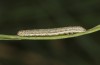 Olivenebula xanthochloris: Larva L1 (e.l., F1-breeding, Spain, Jaen, Santiago de la Espada, larvae in mid-November 2022) [S]