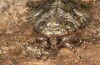 Olivenebula xanthochloris: Male (e.l. rearing, Spain, Jaen, Santiago de la Espada, larvae in mid-November 2022) [S]