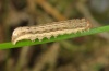 Xestia xanthographa: Half-grown larva [S]