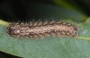 Rhegmatophila alpina: Larva (breeding photo) [S]