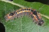 Clostera anastomosis: Larva (breeding ex SW-Bulgaria, Bansko, larva in late July 2015) [S]