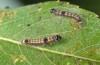 Clostera anastomosis: Young larva (breeding ex SW-Bulgaria, Bansko, larva in late July 2015) [S]