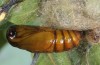 Clostera anastomosis: Male pupa (e.l. SW-Bulgaria, Bansko, larva in late July 2015) [S]
