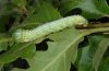 Peridea anceps: Larva after the last moult  [N]