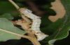 Spatalia argentina: Half-grown larva (Aisa, Spanish west Pyrenees, July 2010) [N]