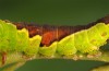 Furcula bicuspis: Larva (e.l. rearing, S-Germany, SE-Baden-Württemberg, Aichstetten, August 2016) [S]