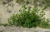 Furcula bifida: Larval habitat in East Spain: Populus shoots at a road side (July 2013) [N]