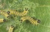 Phalera bucephaloides: Young larvae (breeding photo, ex Hungary) [S]