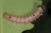 Clostera curtula: Larva (Lake Kerkini, May 2011) [S]