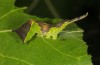 Cerura erminea: Larva in the fourth instar (e.o. rearing, Stuttgart, Uhlbach, June 2017) [S]