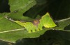 Cerura erminea: Larva in the fourth instar (e.o. rearing, Stuttgart, Uhlbach, June 2017) [S]
