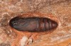 Cerura erminea: Male pupa (e.o. rearing, Stuttgart, Uhlbach, June 2017) [S]