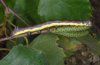 Pheosia gnoma: Larva (eastern Swabian Alb, Southern Germany) [S]