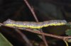 Pheosia gnoma: Larva (eastern Swabian Alb, Southern Germany) [S]