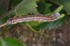 Pheosia gnoma: Larva (eastern Swabian Alb, Southern Germany) [S]