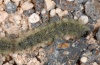 Thaumetopoea herculeana: Front larva of the procession shown [N]