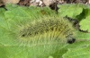 Thaumetopoea herculeana: Larva (Fuerteventura, February 2010) [N]